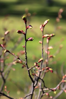 Tilia kiusina - lípa - jarní pučení